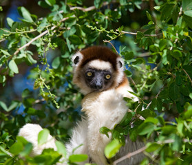 Dancing Sifaka sitting on a tree. Madagascar. An excellent illustration.