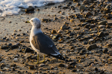 gull looking out over sea