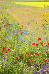 Spectacular wildflower meadows in Castelluccio, Perugia, Umbria, Northern Italy.
