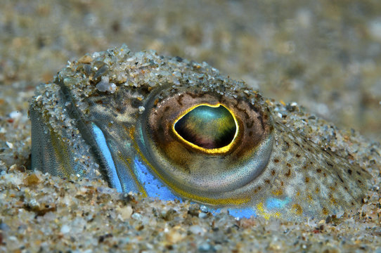 fish lizard in the sand