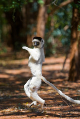 Dancing Sifaka jumping. Madagascar. An excellent illustration.