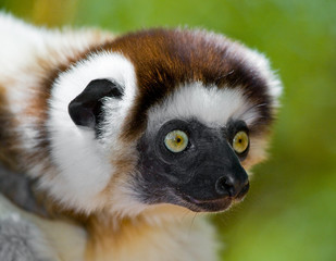 Portrait dancing Sifaka. close-up. Madagascar. An excellent illustration.
