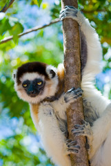 Dancing Sifaka sitting on a tree. Madagascar. An excellent illustration.