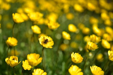 蜂とムルチコーレ