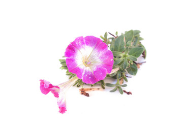 Purple petunia isolated