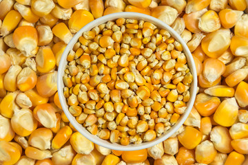 the seed corn background