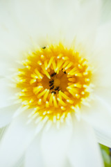 white lotus flower and insect on pollen - close up
