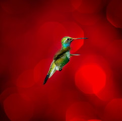 Broad Billed Hummingbird flying against a red festive background giving of a festive atmosphere. This makes a very unusual Christmas card to any hummingbird or wild life enthusiast. Special card.