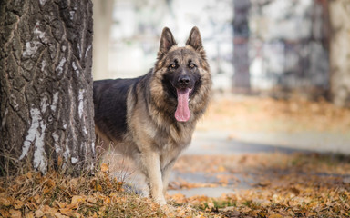 Long haired german shepherd dog