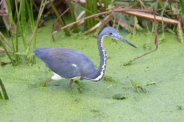 Tricolored Heron (Egretta tricolor)