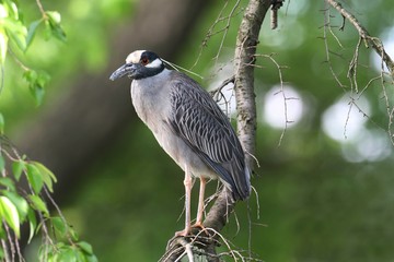 Yellow-crowned Night-Heron (Nyctanassa violacea)