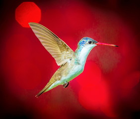 Violet Crowned Hummingbird flying against a red festive background giving of a festive atmosphere. This makes a very unusual Christmas card to any hummingbird or wild life enthusiast. Special card.