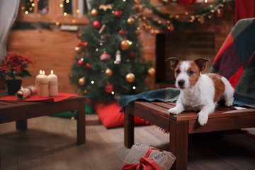 Dog Jack Russell Terrier holiday Christmas and New Year