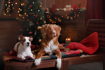 Dog Jack Russell Terrier and Dog Nova Scotia Duck Tolling Retriever holiday, Christmas and New Year