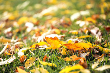 Colorful leaves on the grass