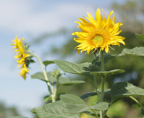 sunflower