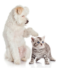 cat and dog on a white background.  Friends