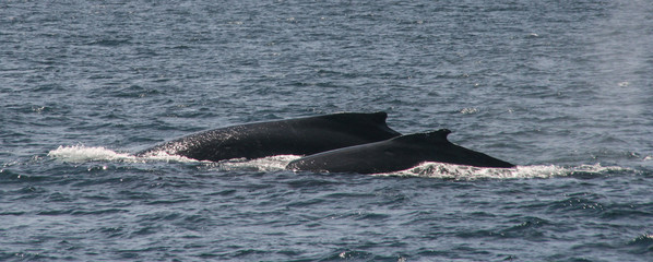 Obraz premium whale watching in cruise port stephens,australia