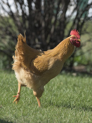 Barnyard Chickens