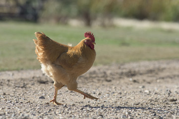 Barnyard Chickens