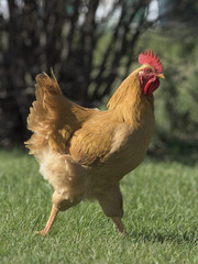 Barnyard Chickens