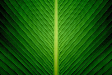 Texture of a green leaf as background