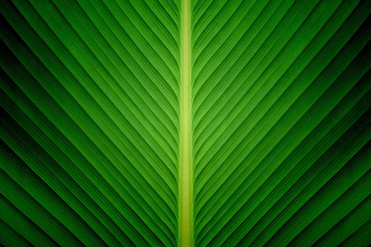 Texture of a green leaf as background
