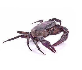 field crab fresh on white background