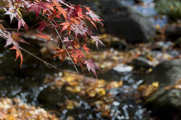 色付く木々・秋の紅葉