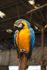 parrot