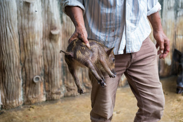 Obraz premium A wild boar was captured and tortured.