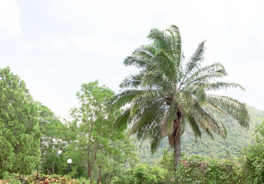 Betel Palm With Blue Sky