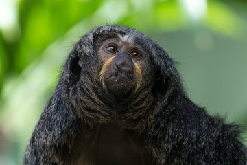 pale-faced saki monkey is contemplating