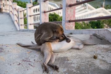 Monkeys are taking care of each other