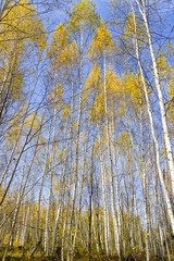 The colors of autumn. 
Bright autumn colors in the Far Eastern taiga.