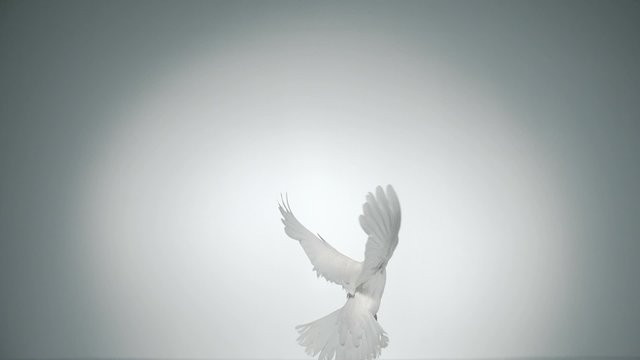 White bird flapping shot with high speed camera, phantom flex.