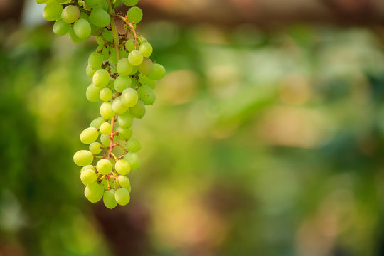 Bunches of white wine grapes