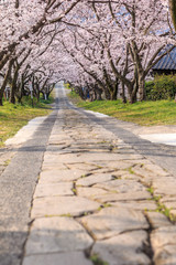 桜のアーチ＠佐賀県武雄市