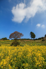 馬場の一本桜＠佐賀県武雄市