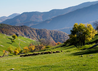 Flock of sheep in Bulgarian mountain.