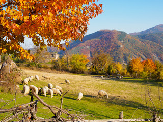 Flock of sheep. Autumn scene in Bulgarian village.