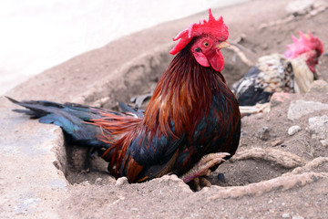 red cock