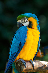 ルリコンゴウインコ