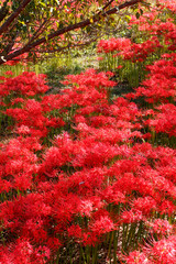 彼岸花