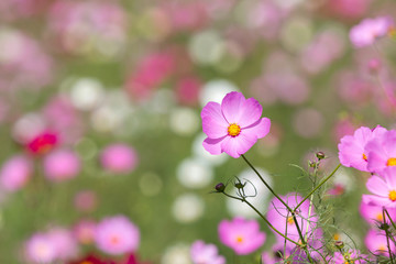 コスモス
