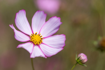 Obraz premium コスモス