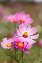 Obraz premium コスモス