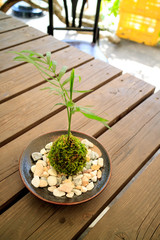 苔盆栽