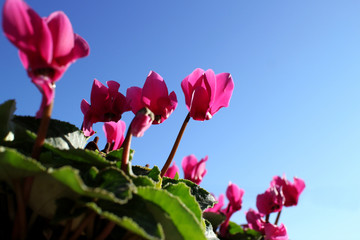 pink cyclamen flowers in the blue sky