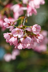 雅桜